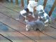 American Pit Bull Terrier Puppies for sale in Wilmington, NC, USA. price: NA