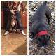 American Pit Bull Terrier Puppies for sale in Aurora, IL, USA. price: $500