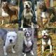 American Pit Bull Terrier Puppies for sale in Conley, GA, USA. price: NA