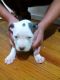 American Pit Bull Terrier Puppies for sale in Islip Terrace, NY, USA. price: NA