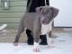 American Pit Bull Terrier Puppies for sale in Grand Rapids, MI, USA. price: $800