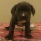 American Pit Bull Terrier Puppies for sale in Far Rockaway, Queens, NY, USA. price: $800