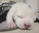 American Pit Bull Terrier Puppies for sale in St Pete Beach, FL, USA. price: NA
