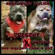 American Pit Bull Terrier Puppies for sale in Gainesville, GA, USA. price: NA
