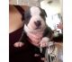 American Pit Bull Terrier Puppies for sale in Bridgeport, CT, USA. price: NA