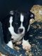 American Pit Bull Terrier Puppies for sale in Corona, CA, USA. price: $1,000