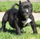 American Pit Bull Terrier Puppies for sale in Tempe, AZ, USA. price: $400
