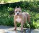 American Pit Bull Terrier Puppies for sale in Pomona, CA, USA. price: NA