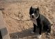 American Pit Bull Terrier Puppies for sale in Sirsa, Haryana 125055, India. price: 20000 INR
