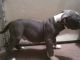 American Pit Bull Terrier Puppies for sale in Brooksville, FL 34601, USA. price: NA