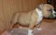 American Pit Bull Terrier Puppies for sale in Clearwater, FL, USA. price: NA