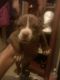 American Pit Bull Terrier Puppies for sale in Durham, NC, USA. price: $250