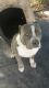 American Pit Bull Terrier Puppies for sale in North Port, FL, USA. price: NA