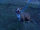 American Pit Bull Terrier Puppies for sale in Marion, SC, USA. price: $200