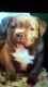 American Pit Bull Terrier Puppies for sale in Hobbs, NM, USA. price: NA