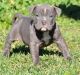 American Pit Bull Terrier Puppies for sale in Aurora, IL, USA. price: $500