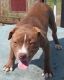 American Pit Bull Terrier Puppies for sale in Marion, SC, USA. price: $500