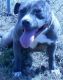 American Pit Bull Terrier Puppies for sale in Marion, SC, USA. price: $800