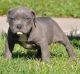 American Pit Bull Terrier Puppies for sale in Little Rock, AR, USA. price: NA