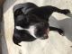 American Pit Bull Terrier Puppies for sale in Wilmington, DE, USA. price: NA