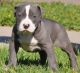 American Pit Bull Terrier Puppies for sale in Mobile, AL, USA. price: $400
