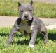 American Pit Bull Terrier Puppies for sale in Moundridge, KS 67107, USA. price: $450