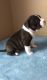 American Pit Bull Terrier Puppies for sale in Addison, TX, USA. price: NA