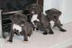American Pit Bull Terrier Puppies for sale in Anchorage, AK, USA. price: $400