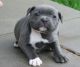 American Pit Bull Terrier Puppies for sale in Anchorage, AK, USA. price: $400
