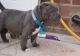 American Pit Bull Terrier Puppies for sale in Little Rock, AR, USA. price: NA