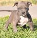 American Pit Bull Terrier Puppies for sale in Huntington Beach, CA, USA. price: NA