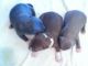 American Pit Bull Terrier Puppies for sale in Marion, SC, USA. price: $1,000
