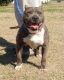 American Pit Bull Terrier Puppies for sale in Marion, SC, USA. price: NA