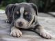 American Pit Bull Terrier Puppies for sale in Port St Lucie, FL, USA. price: NA