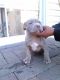 American Pit Bull Terrier Puppies for sale in Aurora, IL, USA. price: NA