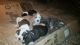 American Pit Bull Terrier Puppies for sale in Belleville, IL, USA. price: NA
