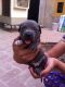 American Pit Bull Terrier Puppies for sale in Mumbai, Maharashtra, India. price: 26 INR