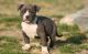 American Pit Bull Terrier Puppies for sale in Pewee Valley, KY, USA. price: NA