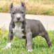 American Pit Bull Terrier Puppies for sale in Anniston, AL, USA. price: NA