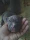 American Pit Bull Terrier Puppies for sale in Ridgeland, SC 29936, USA. price: NA