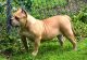 American Pit Bull Terrier Puppies for sale in Walden, NY 12586, USA. price: NA