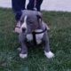 American Pit Bull Terrier Puppies for sale in Fresno, CA, USA. price: $1,500