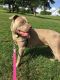 American Pit Bull Terrier Puppies for sale in Arlington, TX, USA. price: $100