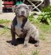 American Pit Bull Terrier Puppies for sale in Lowell, MA, USA. price: $1,500