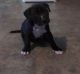 American Pit Bull Terrier Puppies for sale in Shreveport, LA, USA. price: NA