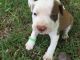American Pit Bull Terrier Puppies for sale in Denver, NC, USA. price: NA