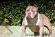 American Pit Bull Terrier Puppies for sale in Allentown, PA, USA. price: NA