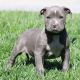 American Pit Bull Terrier Puppies for sale in Center Strafford, Strafford, NH 03884, USA. price: $400