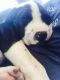 American Pit Bull Terrier Puppies for sale in Garden Grove, CA, USA. price: $400