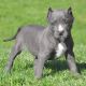 American Pit Bull Terrier Puppies for sale in Boardman, OR 97818, USA. price: NA